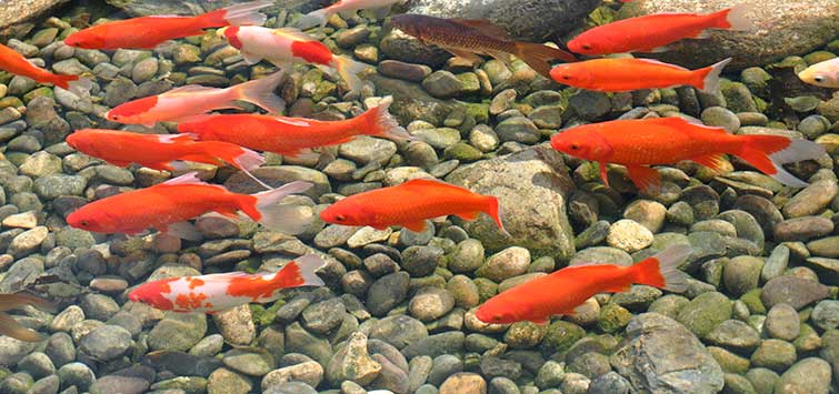best fish for outdoor pond