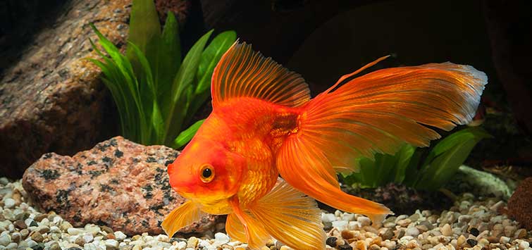 goldfish facts