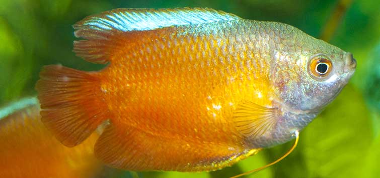 Tropical gourami deals