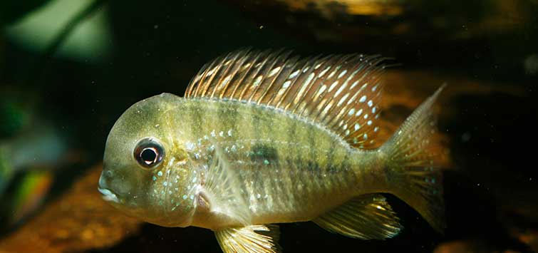 eartheater cichlid species
