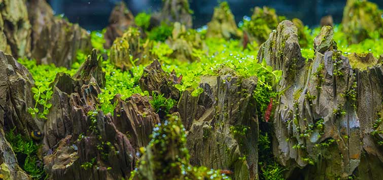 hemianthus micranthemoides