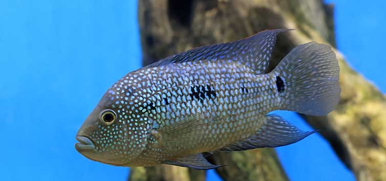 texas cichlid