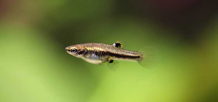 Least Killifish (Heterandria formosa) Species TFH Magazine