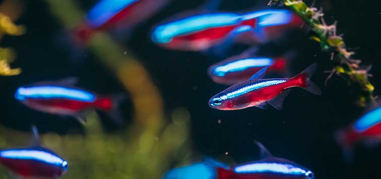 rio negro amazon river
