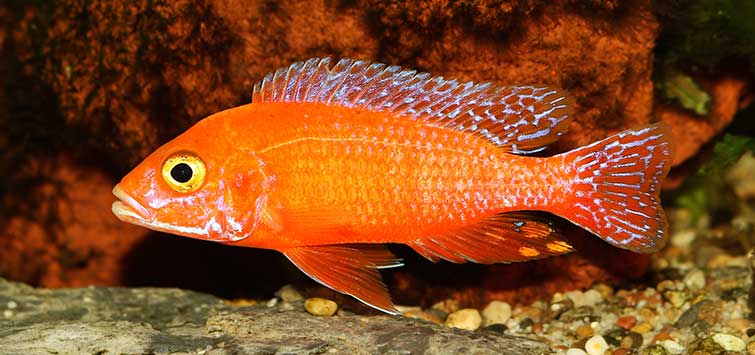 fishkeeper