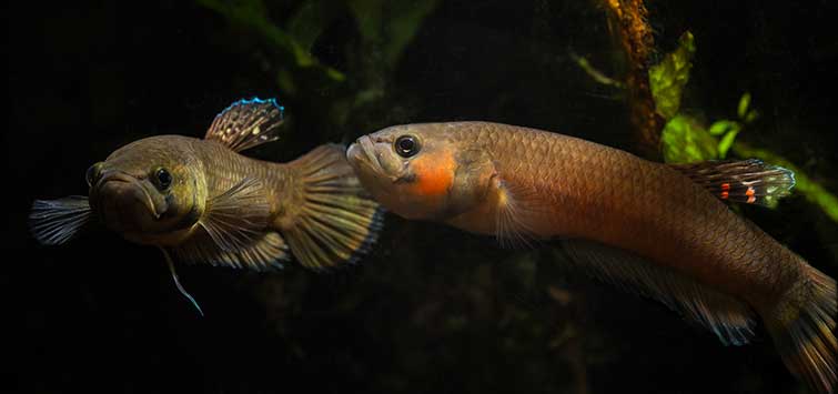 Types of wild betta fish discount