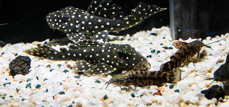 hypancistrus contradens