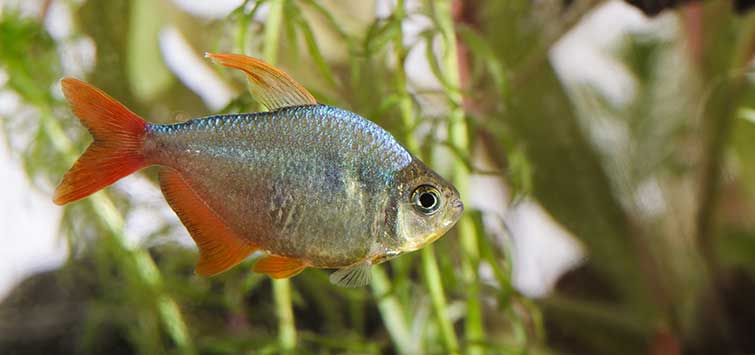 colombian tetra
