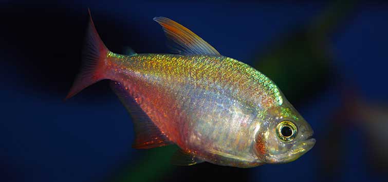 colombian tetras