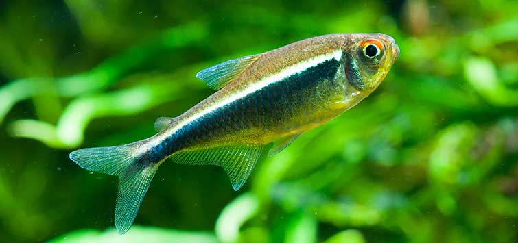 black neon tetra