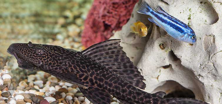 Common Pleco (Hypostomus plecostomus) Species