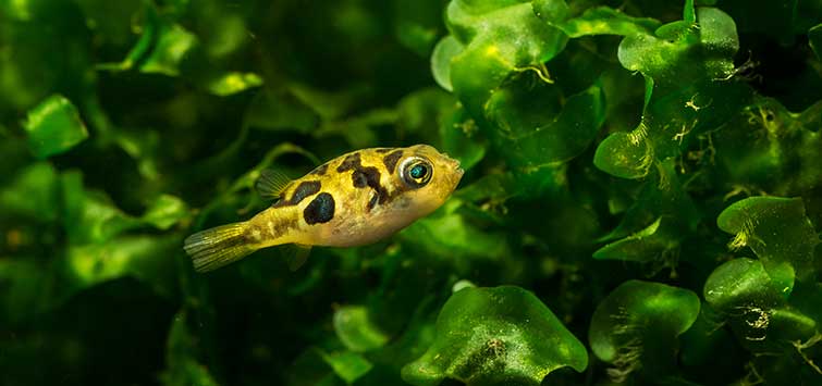 In Search of Peaceful Pufferfish