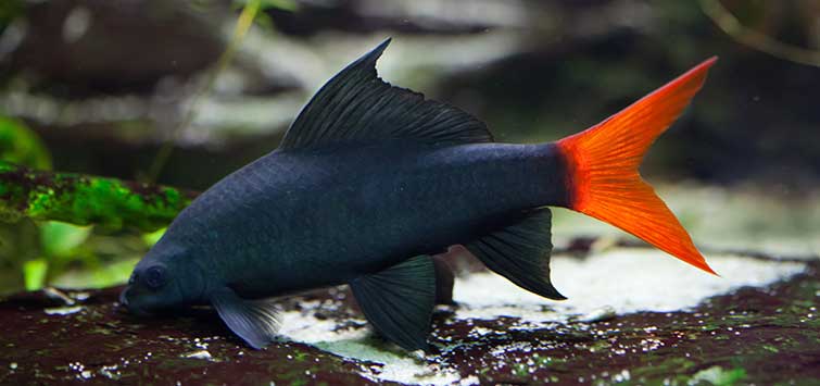 Black Shark (Labeo Chrysophekadion) - The Fish Guide