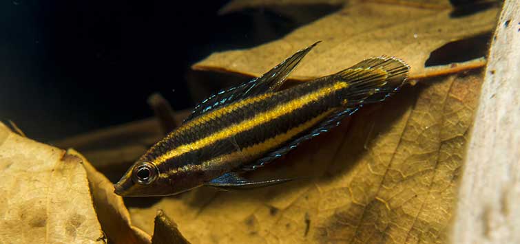 licorice gourami