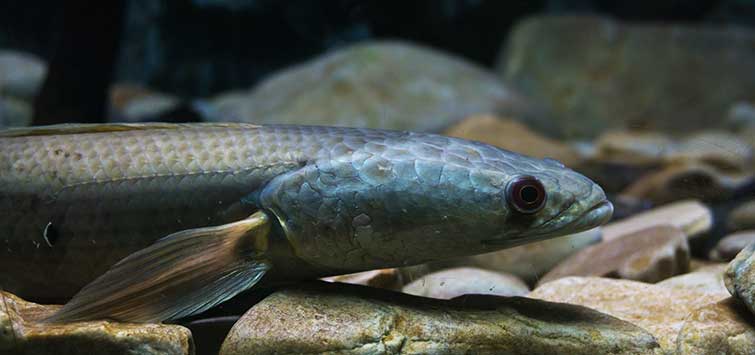 snakehead fish invasive species