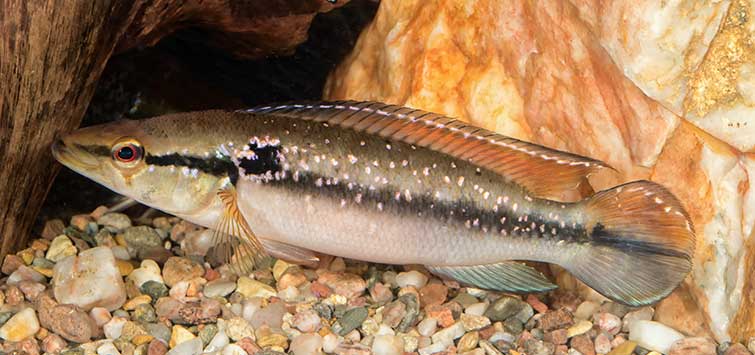 crenicichla