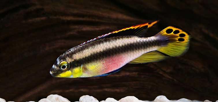 Keeping the Kribensis Cichlid  Tropical Fish Hobbyist Magazine