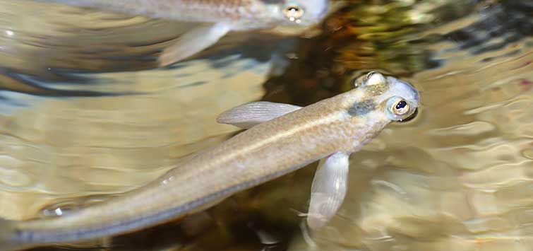 Underrated Livebearer Fish Species