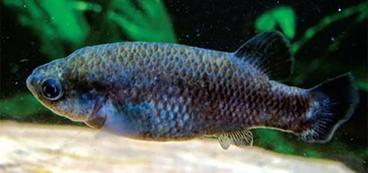 Goodeid 7 Forgotten Livebearers | Tropical Fish Hobbyist Magazine