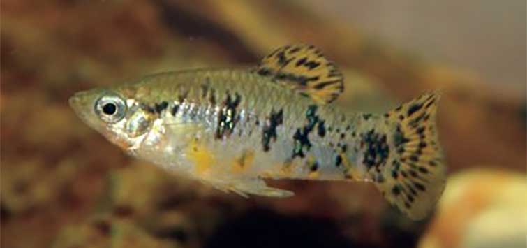 limia vittata