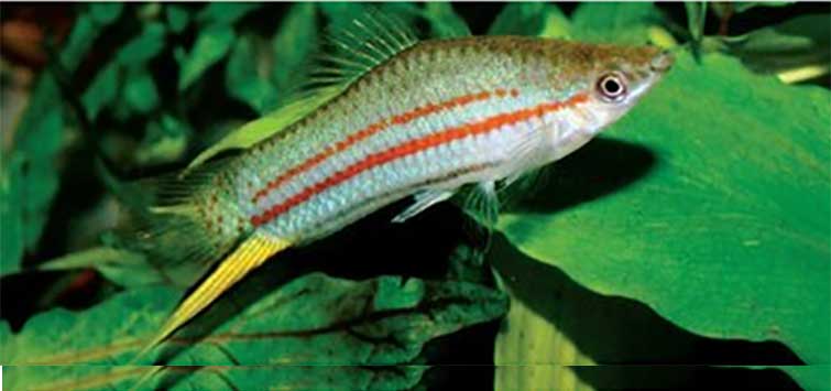 Lateralis Fish Keeping Characodon lateralis | Tropical Fish Hobbyist Magazine