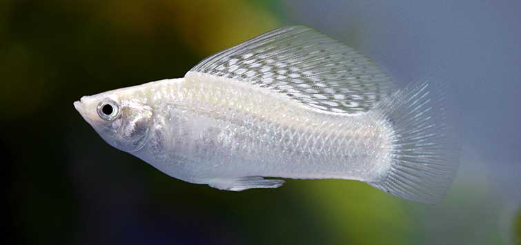 Mollies fish store