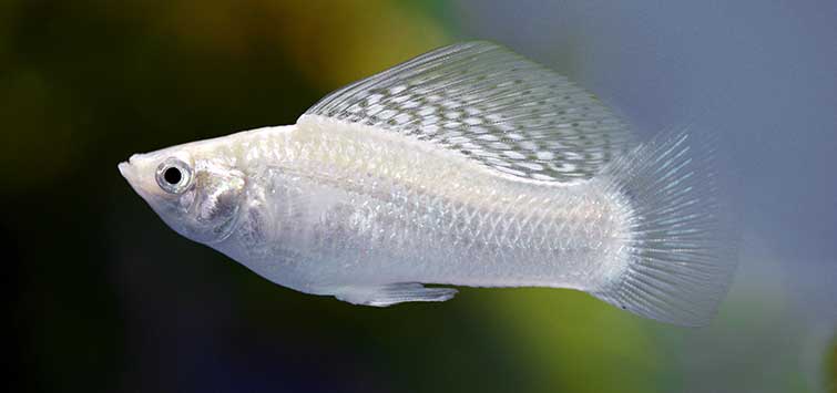 Molly Fish Species Profile