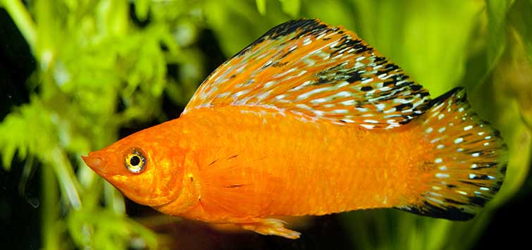 The Coolest Freshwater Fish You've Never Seen