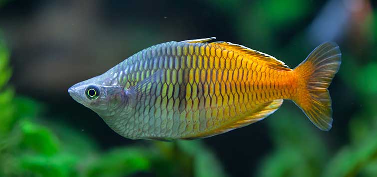 melanotaenia boesemani