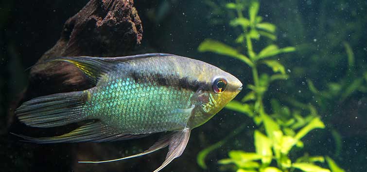 flag cichlid