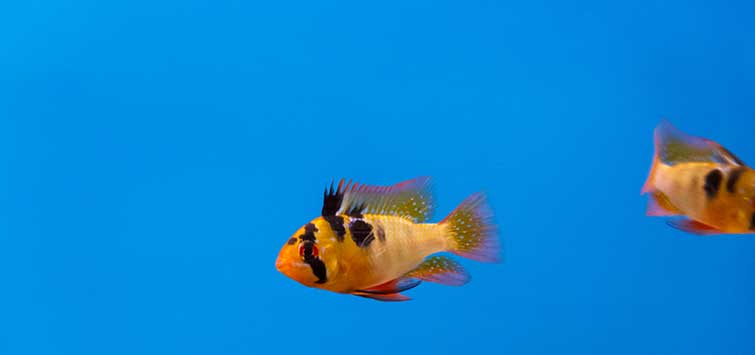 Bolivian ram discount care