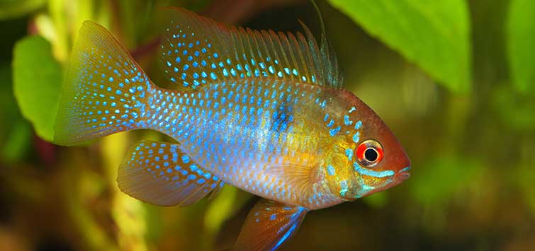 Tropical shop fish rams