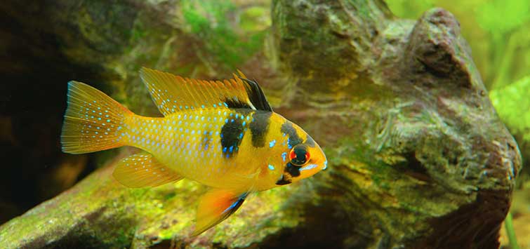 german ram