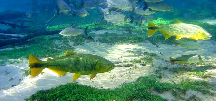 aquarium monster fish