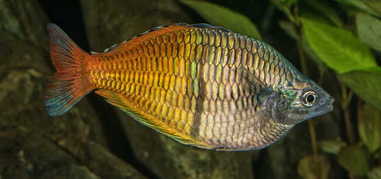 fish diseases