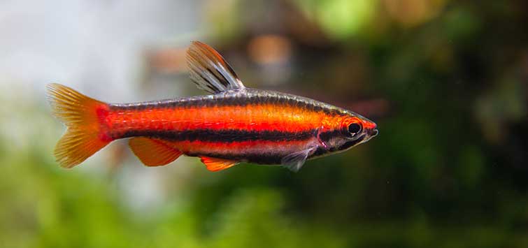 coral red pencilfish care