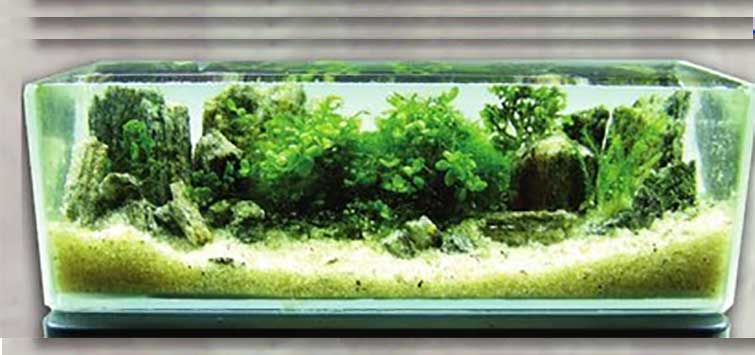 planted nano tank