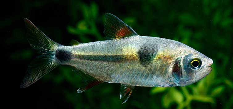 One Tough Tetra: Exodon paradoxus