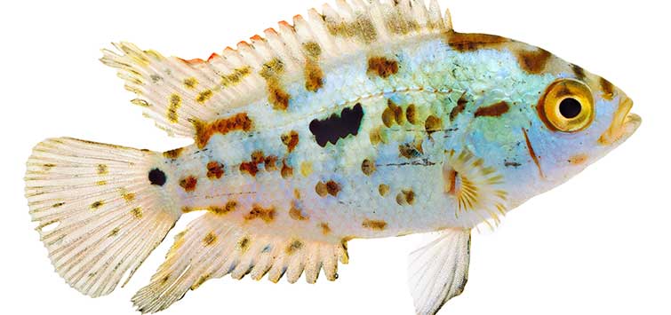 electric blue jack dempsey breeding