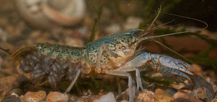 marbled crayfish breeding