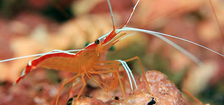 uv sterilizer aquarium