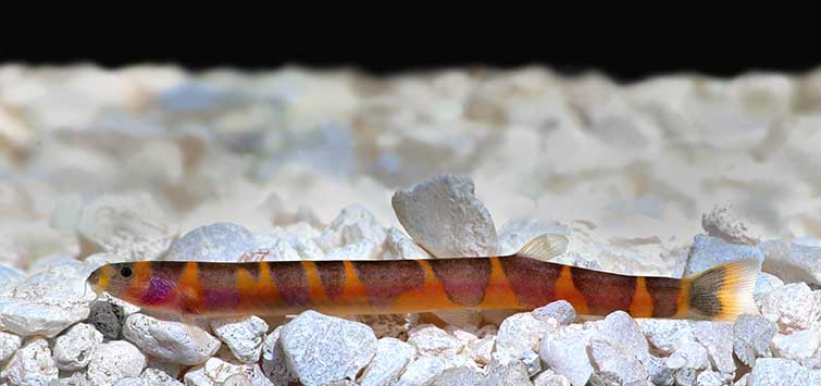 Loach, Freshwater, Bottom-Dwelling, Carnivorous