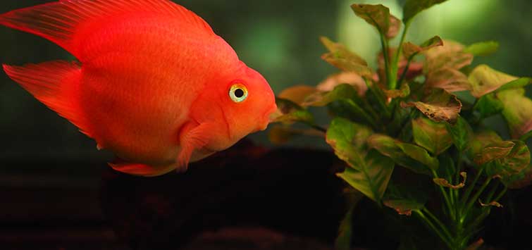 Red deals aquarium fish