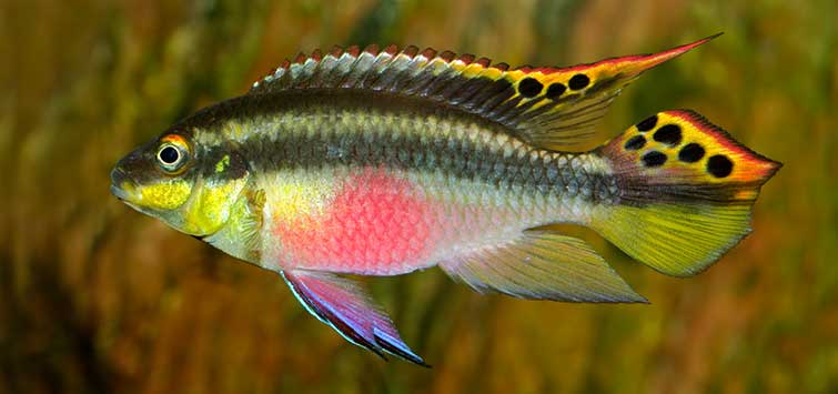 purple cichlid