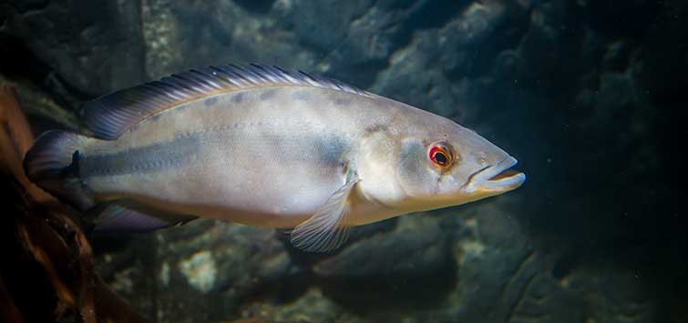 pike cichlid