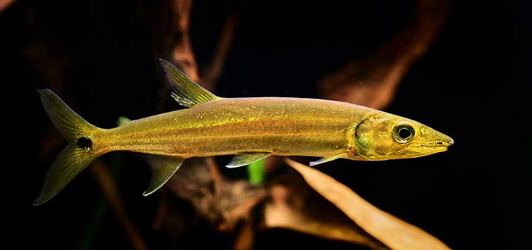 Pocket-sized Pike Fish  Tropical Fish Hobbyist Magazine