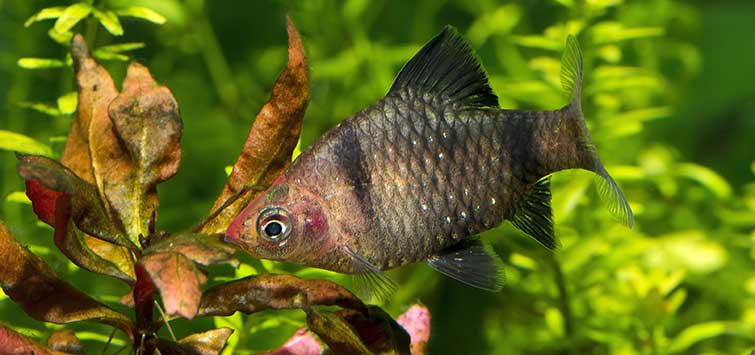 black ruby barb