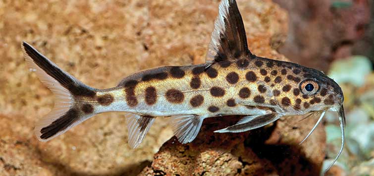 Common Pleco (Hypostomus plecostomus) Species | TFH Magazine