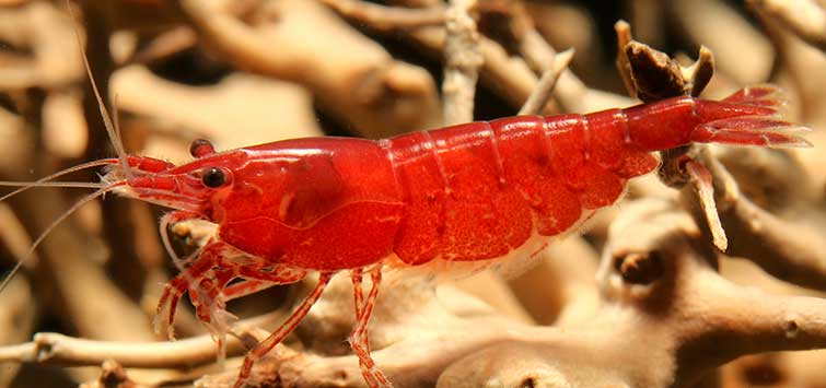 red cherry shrimp care