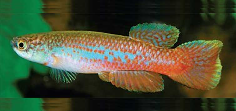 rivulus